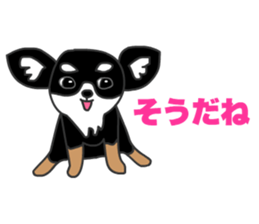 Chihuahuas Eliot sticker #12967003