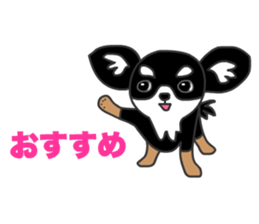 Chihuahuas Eliot sticker #12967004