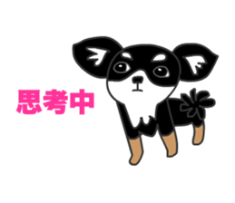 Chihuahuas Eliot sticker #12967005