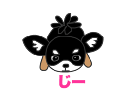 Chihuahuas Eliot sticker #12967008