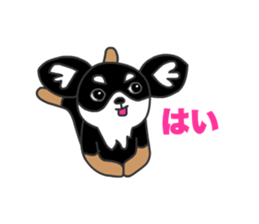 Chihuahuas Eliot sticker #12967009