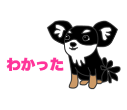 Chihuahuas Eliot sticker #12967010