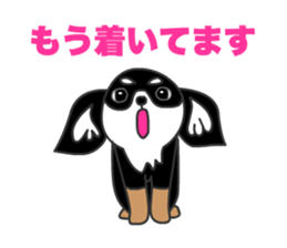 Chihuahuas Eliot sticker #12967019