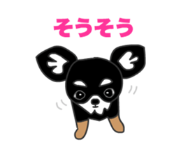 Chihuahuas Eliot sticker #12967034