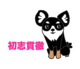 Chihuahuas Eliot sticker #12967037