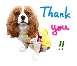 Cavalier King Charles Spaniel-nami sticker #12973886