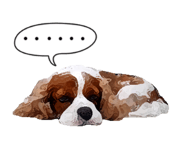 Cavalier King Charles Spaniel-nami sticker #12973887
