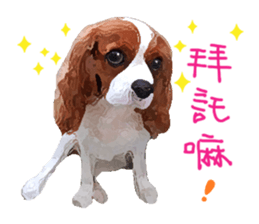 Cavalier King Charles Spaniel-nami sticker #12973888