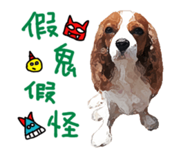 Cavalier King Charles Spaniel-nami sticker #12973889