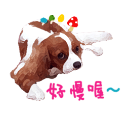 Cavalier King Charles Spaniel-nami sticker #12973891