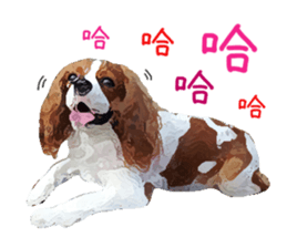 Cavalier King Charles Spaniel-nami sticker #12973893