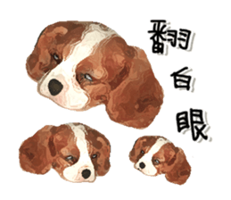 Cavalier King Charles Spaniel-nami sticker #12973900