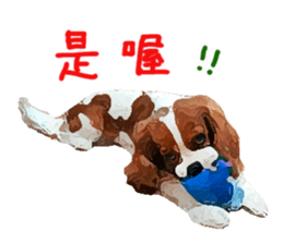 Cavalier King Charles Spaniel-nami sticker #12973901