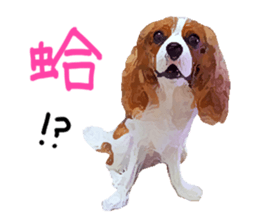 Cavalier King Charles Spaniel-nami sticker #12973902