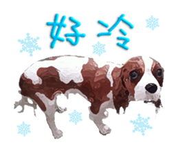 Cavalier King Charles Spaniel-nami sticker #12973904