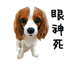 Cavalier King Charles Spaniel-nami sticker #12973911