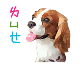 Cavalier King Charles Spaniel-nami sticker #12973913