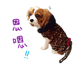 Cavalier King Charles Spaniel-nami sticker #12973918