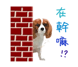 Cavalier King Charles Spaniel-nami sticker #12973919