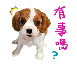 Cavalier King Charles Spaniel-nami sticker #12973921