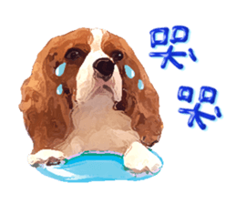 Cavalier King Charles Spaniel-nami sticker #12973924