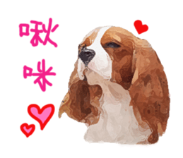Cavalier King Charles Spaniel-nami sticker #12973925