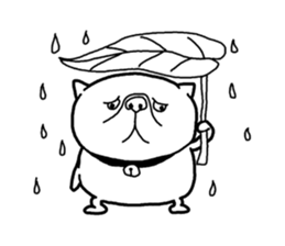 Exotic Shorthair Sticker sticker #12977740