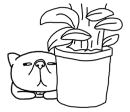 Exotic Shorthair Sticker sticker #12977750