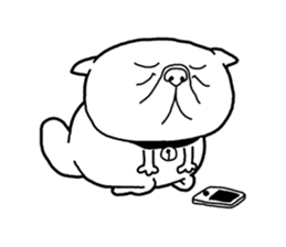 Exotic Shorthair Sticker sticker #12977755