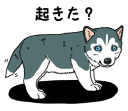Wanko-Biyori Puppy of Siberian husky sticker #12980841