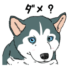 Wanko-Biyori Puppy of Siberian husky sticker #12980843