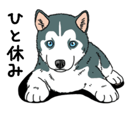 Wanko-Biyori Puppy of Siberian husky sticker #12980849