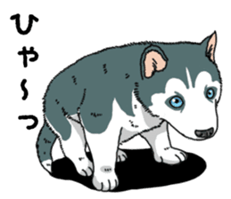 Wanko-Biyori Puppy of Siberian husky sticker #12980851