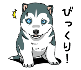 Wanko-Biyori Puppy of Siberian husky sticker #12980852