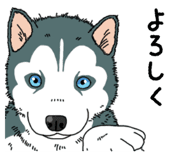 Wanko-Biyori Puppy of Siberian husky sticker #12980853