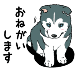 Wanko-Biyori Puppy of Siberian husky sticker #12980854