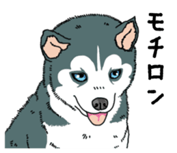 Wanko-Biyori Puppy of Siberian husky sticker #12980857