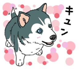 Wanko-Biyori Puppy of Siberian husky sticker #12980866
