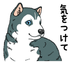 Wanko-Biyori Puppy of Siberian husky sticker #12980872