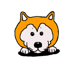 Shiba inu MOMO chan the third as well 33 sticker #12987054