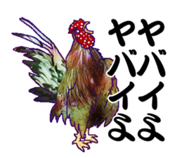 Everyday Conversation with roosters sticker #12996632