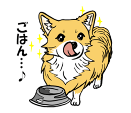 Brown Chihuahua sticker #13003704