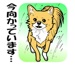 Brown Chihuahua sticker #13003715