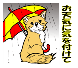 Brown Chihuahua sticker #13003723