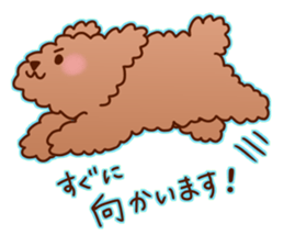 sweet toy poodle sticker #13015685