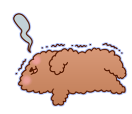 sweet toy poodle sticker #13015694