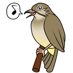 Streak-eared bulbul bird