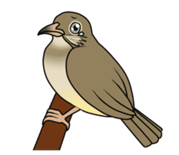 Streak-eared bulbul bird sticker #13016820