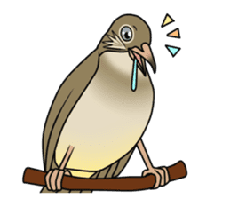 Streak-eared bulbul bird sticker #13016827