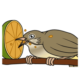 Streak-eared bulbul bird sticker #13016831